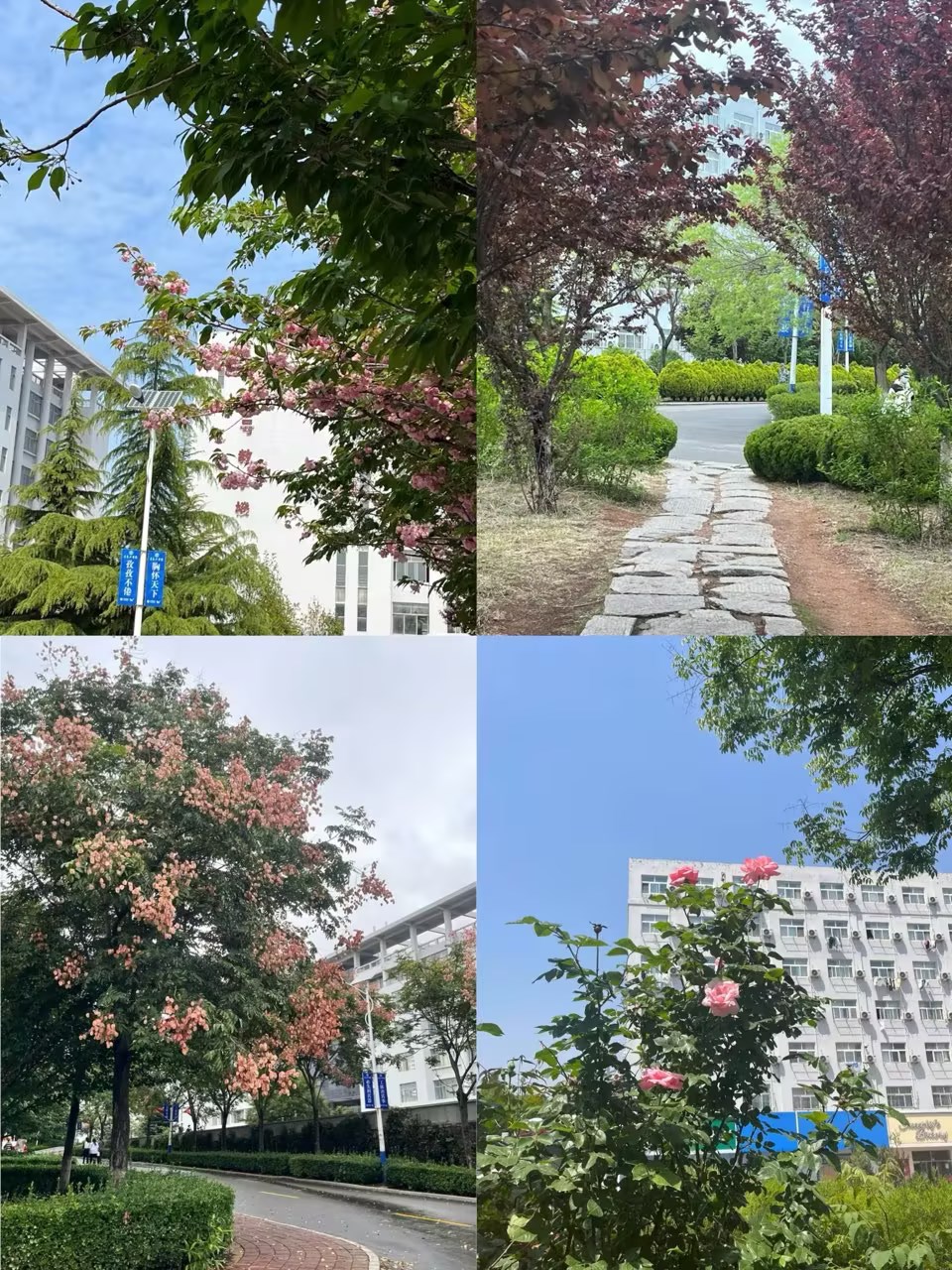 足球365获评“山东省绿色学校”称号 足球365获评“山东省绿色学校”称号